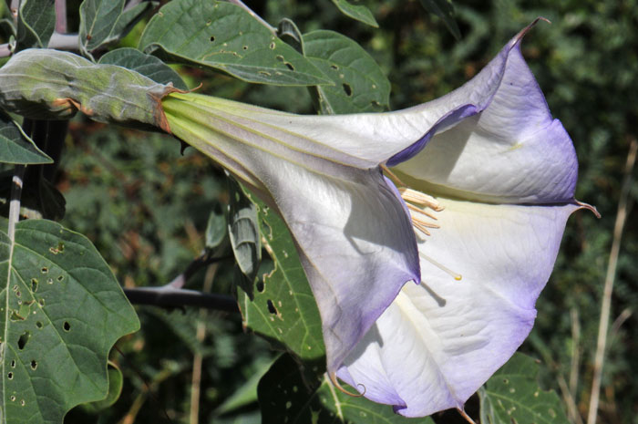 Western Jimson Weed is a handsome plant with large showy white flowers tinged in pale lavender. Datura wrightii 